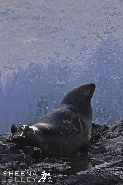 Bubble Bath.jpg - Grey Seal on Inishark off the coast of Galway